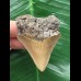 5,8 cm brauner Zahn des Megalodon 5,8 cm brauner Zahn des Megalodon