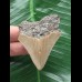 5,8 cm brauner Zahn des Megalodon 5,8 cm brauner Zahn des Megalodon