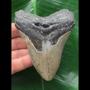 9,9 cm grauer Zahn des Megalodon 