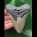 9,9 cm grauer Zahn des Megalodon 9,9 cm grauer Zahn des Megalodon