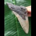 9,9 cm grauer Zahn des Megalodon 9,9 cm grauer Zahn des Megalodon