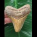 7,4 cm brauner Zahn des Megalodon 7,4 cm brauner Zahn des Megalodon