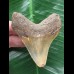 7,4 cm brauner Zahn des Megalodon 7,4 cm brauner Zahn des Megalodon