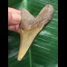 7,4 cm brauner Zahn des Megalodon 7,4 cm brauner Zahn des Megalodon