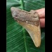 7,4 cm brauner Zahn des Megalodon 7,4 cm brauner Zahn des Megalodon