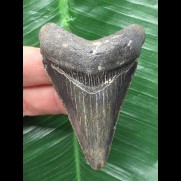 6,6 cm dunkler blauer Zahn des Otodus Megalodon