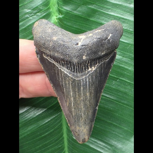 6,6 cm dunkler blauer Zahn des Otodus Megalodon 6,6 cm dunkler blauer Zahn des Otodus Megalodon