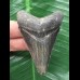6,6 cm dunkler blauer Zahn des Otodus Megalodon 6,6 cm dunkler blauer Zahn des Otodus Megalodon
