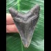 6,6 cm dunkler blauer Zahn des Otodus Megalodon 6,6 cm dunkler blauer Zahn des Otodus Megalodon