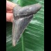 6,6 cm dunkler blauer Zahn des Otodus Megalodon 6,6 cm dunkler blauer Zahn des Otodus Megalodon