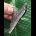 6,6 cm dunkler blauer Zahn des Otodus Megalodon 6,6 cm dunkler blauer Zahn des Otodus Megalodon