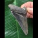6,6 cm dunkler blauer Zahn des Otodus Megalodon 6,6 cm dunkler blauer Zahn des Otodus Megalodon