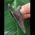 6,6 cm dunkler blauer Zahn des Otodus Megalodon 6,6 cm dunkler blauer Zahn des Otodus Megalodon