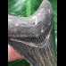 6,6 cm dunkler blauer Zahn des Otodus Megalodon 6,6 cm dunkler blauer Zahn des Otodus Megalodon