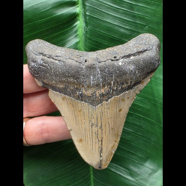 10,0 cm grauer Zahn des Megalodon mit breiter Wurzel 10,0 cm grauer Zahn des Megalodon mit breiter Wurzel