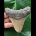 10,0 cm grauer Zahn des Megalodon mit breiter Wurzel 10,0 cm grauer Zahn des Megalodon mit breiter Wurzel