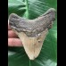 10,0 cm grauer Zahn des Megalodon mit breiter Wurzel 10,0 cm grauer Zahn des Megalodon mit breiter Wurzel