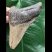 10,0 cm grauer Zahn des Megalodon mit breiter Wurzel 10,0 cm grauer Zahn des Megalodon mit breiter Wurzel