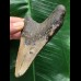 10,0 cm grauer Zahn des Megalodon mit breiter Wurzel 10,0 cm grauer Zahn des Megalodon mit breiter Wurzel