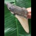 10,0 cm grauer Zahn des Megalodon mit breiter Wurzel 10,0 cm grauer Zahn des Megalodon mit breiter Wurzel