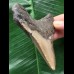 10,0 cm grauer Zahn des Megalodon mit breiter Wurzel 10,0 cm grauer Zahn des Megalodon mit breiter Wurzel