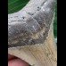 10,0 cm grauer Zahn des Megalodon mit breiter Wurzel 10,0 cm grauer Zahn des Megalodon mit breiter Wurzel