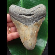 12,0 cm brauner massiver Zahn des Megalodon