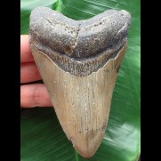 11,5 cm grauer Zahn des Megalodon