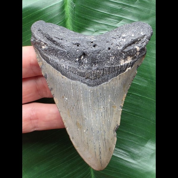 10,1 cm grauer Zahn des Megalodon 10,1 cm grauer Zahn des Megalodon