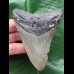 10,1 cm grauer Zahn des Megalodon 10,1 cm grauer Zahn des Megalodon
