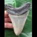 10,1 cm grauer Zahn des Megalodon 10,1 cm grauer Zahn des Megalodon