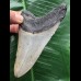 10,1 cm grauer Zahn des Megalodon 10,1 cm grauer Zahn des Megalodon