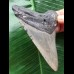 10,1 cm grauer Zahn des Megalodon 10,1 cm grauer Zahn des Megalodon