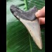 10,1 cm grauer Zahn des Megalodon 10,1 cm grauer Zahn des Megalodon