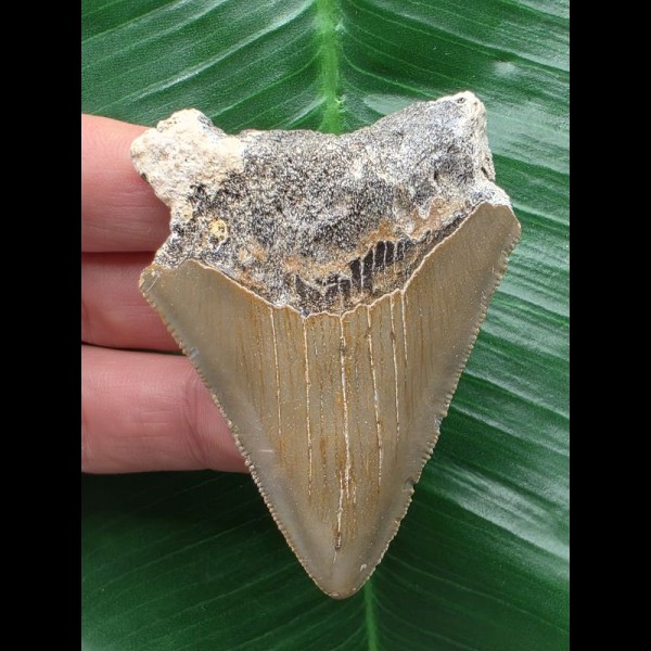 6,3 cm brauner Zahn des Megalodon 6,3 cm brauner Zahn des Megalodon