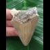 6,3 cm brauner Zahn des Megalodon 6,3 cm brauner Zahn des Megalodon