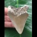 6,3 cm brauner Zahn des Megalodon 6,3 cm brauner Zahn des Megalodon