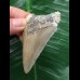 6,3 cm brauner Zahn des Megalodon 6,3 cm brauner Zahn des Megalodon