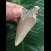 6,3 cm brauner Zahn des Megalodon 6,3 cm brauner Zahn des Megalodon