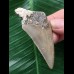 6,3 cm brauner Zahn des Megalodon 6,3 cm brauner Zahn des Megalodon