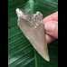6,3 cm brauner Zahn des Megalodon 6,3 cm brauner Zahn des Megalodon