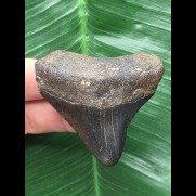 5,1 cm schwarzer Zahn des Megalodon
