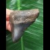 5,1 cm schwarzer Zahn des Megalodon 5,1 cm schwarzer Zahn des Megalodon