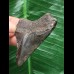 5,1 cm schwarzer Zahn des Megalodon 5,1 cm schwarzer Zahn des Megalodon
