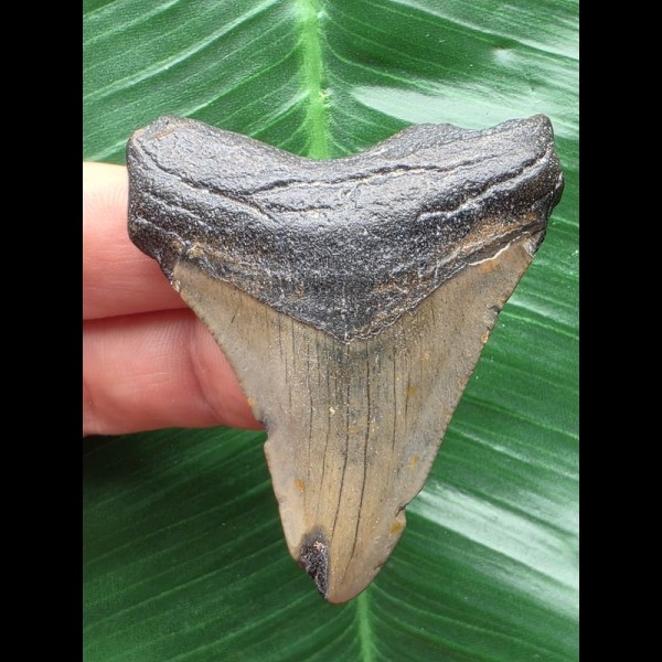5,7 cm grauer Zahn des Megalodon 5,7 cm grauer Zahn des Megalodon