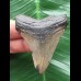 5,7 cm grauer Zahn des Megalodon 5,7 cm grauer Zahn des Megalodon