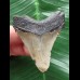 5,7 cm grauer Zahn des Megalodon 5,7 cm grauer Zahn des Megalodon