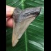 5,7 cm grauer Zahn des Megalodon 5,7 cm grauer Zahn des Megalodon
