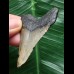5,7 cm grauer Zahn des Megalodon 5,7 cm grauer Zahn des Megalodon