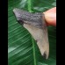 5,7 cm grauer Zahn des Megalodon 5,7 cm grauer Zahn des Megalodon